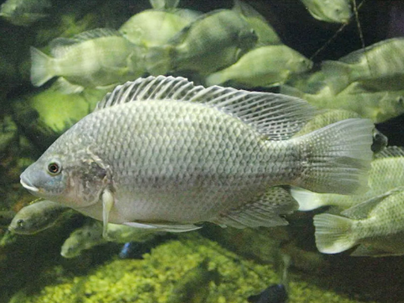 羅非魚